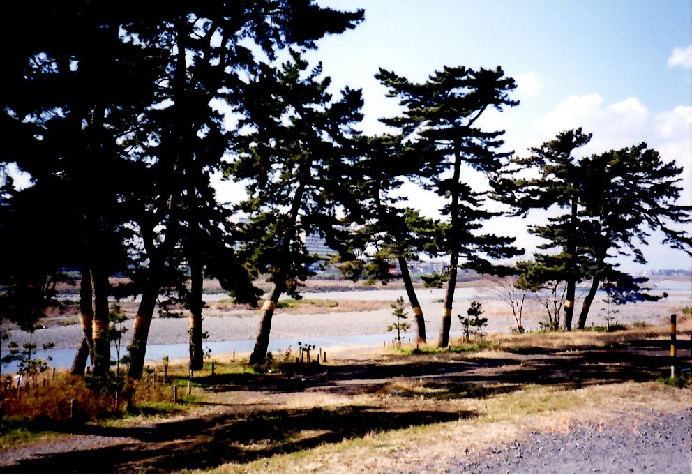 多摩川五本松