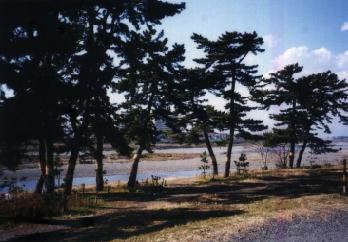 五本松